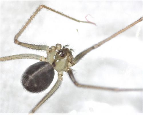Réf. 274 289 : Psilochorus simoni